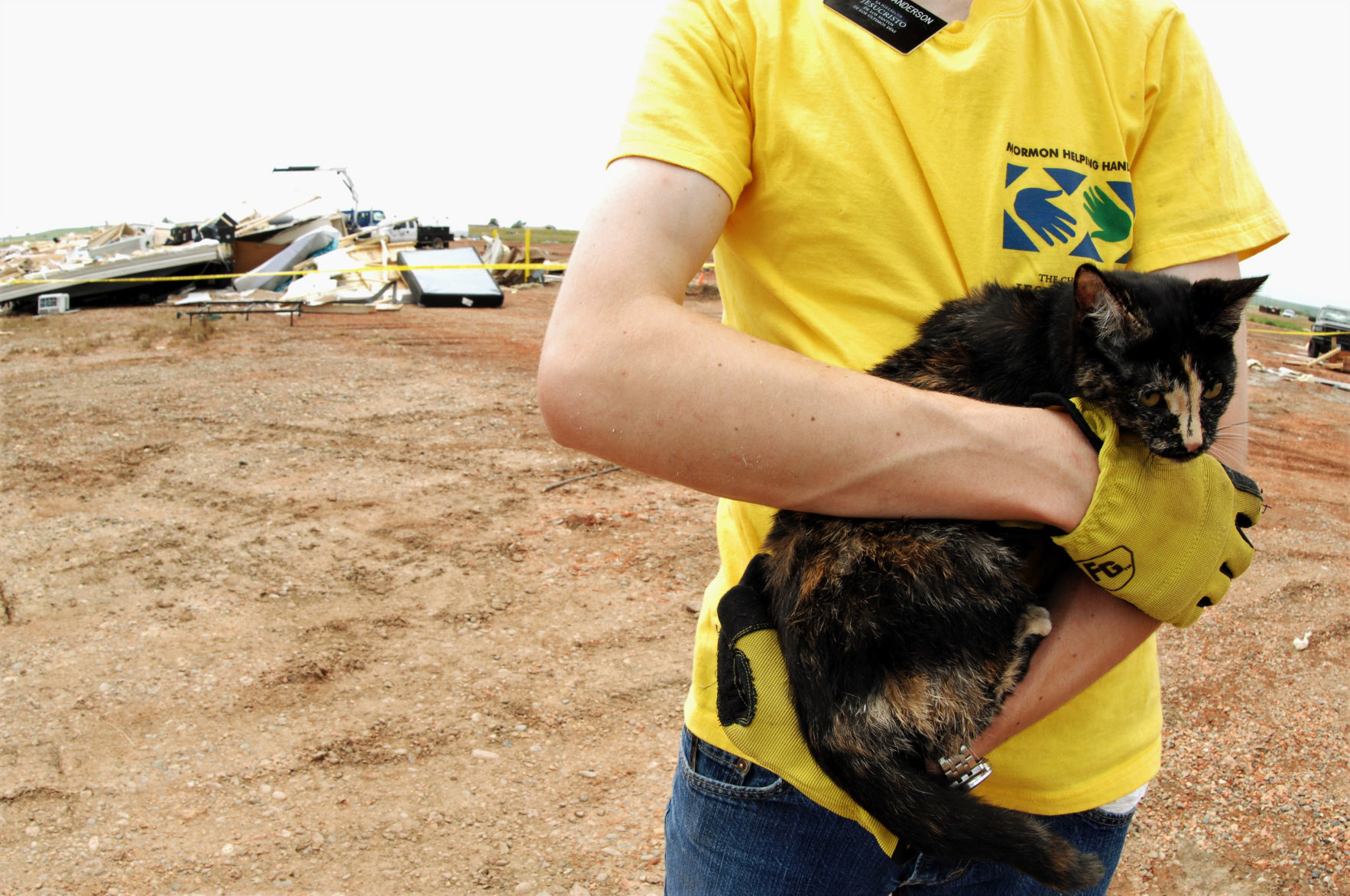 Watford City cat